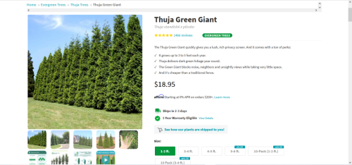 Thuja Green Giant  COVID 98e