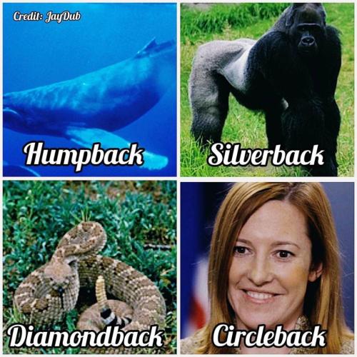 4backs