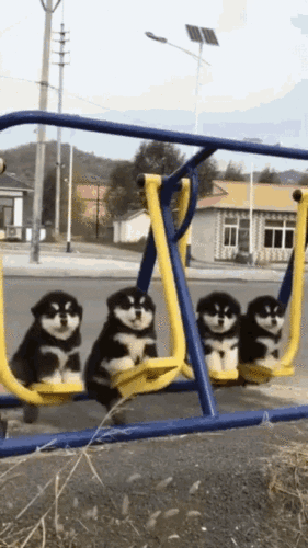 dogswing