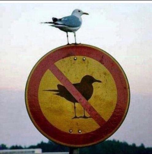 rebel-gull