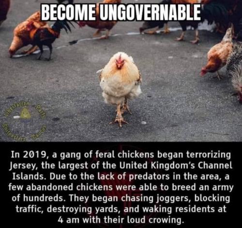FeralChickens1