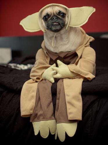 yoda