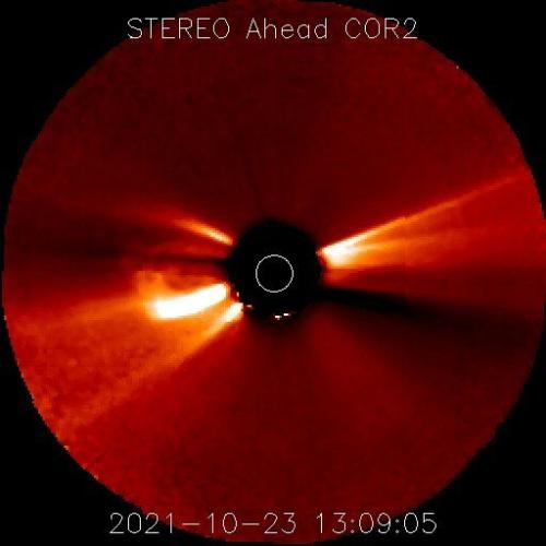 meme yellow rose pic