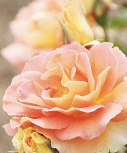 0ccea5e1b8f30b2a (1)