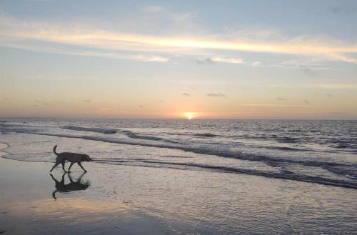 Archie.hunting.island.--.20210630_061855009~2(1)