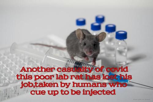 poor lab rat