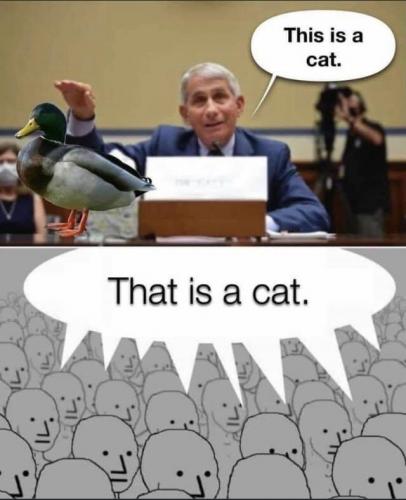 this is a cat