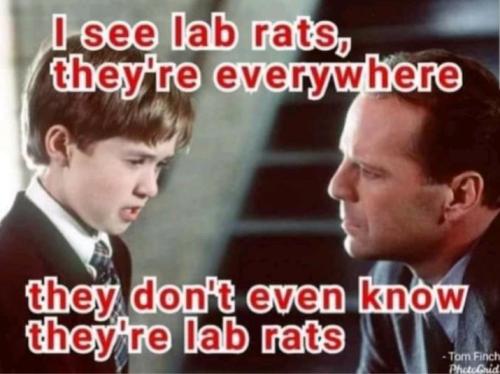 I see lab rats