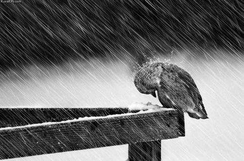 Bird Storm