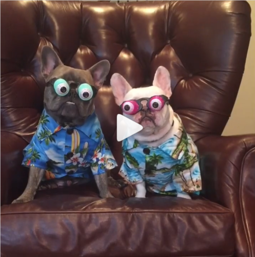 Click the link to play the hilarious video