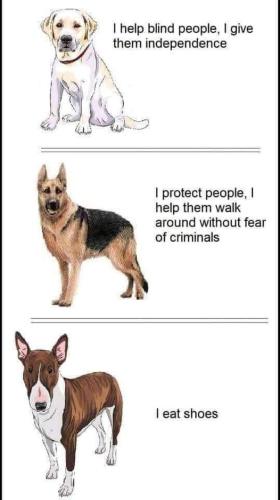dog talents