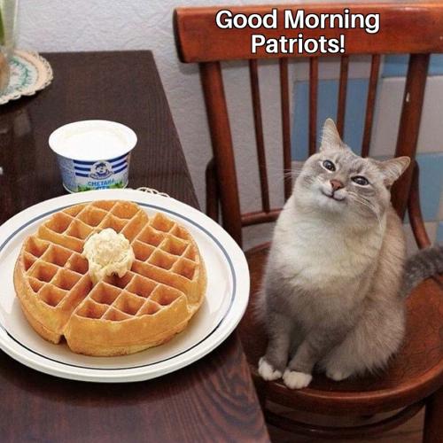 Waffles Cat 18112021051835