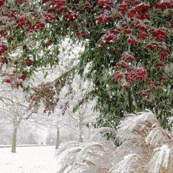 FB_IMG_1607879246018