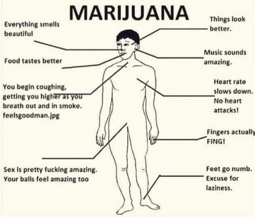 CANNABIS3 (2)