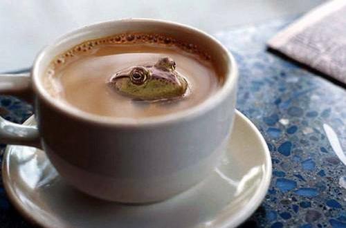 coffee frog - Copy