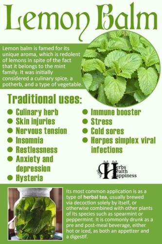 Lemon balm