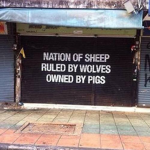 nation of sheep