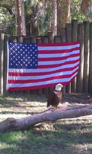 Flag - On fence with eagle