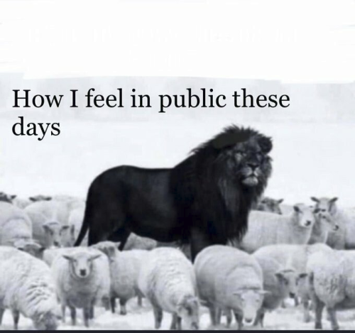 LionAmongSheep