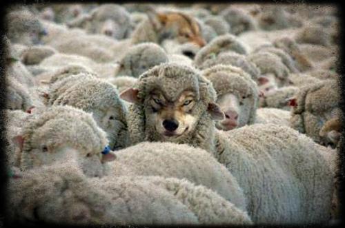 wolf in sheeps clothing