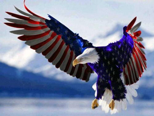 1 american flag bald eagle