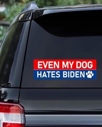 dog hates