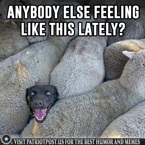amongst sheep