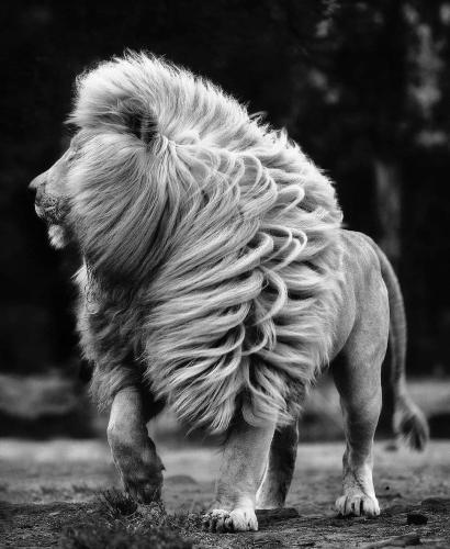 lion-03
