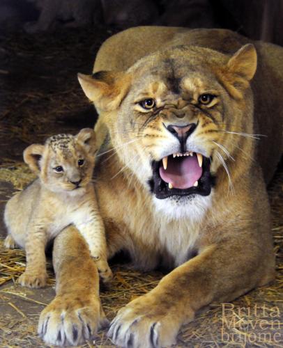 lioness_with_son_by_brijome_d65kvn3-fullview