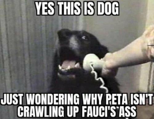 img DOG