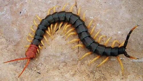 Texas Cetipede - GiantRedhead