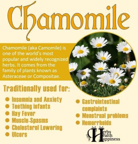 Chamomile