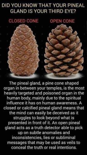 Pineal gland