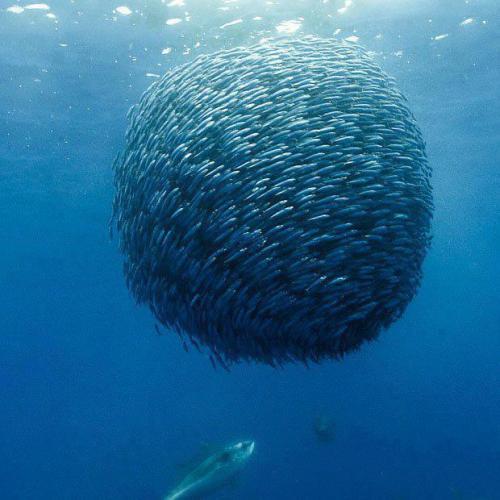 ball o' fish