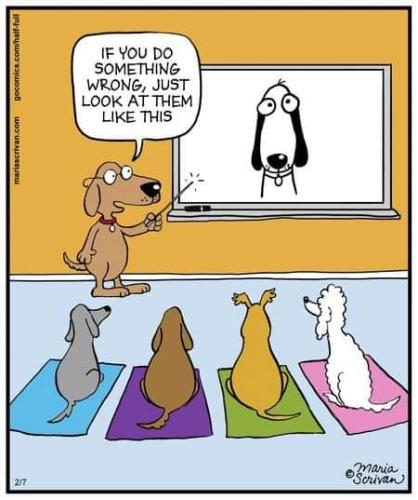 Dog School