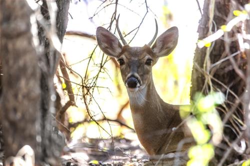 Young Buck-3 100 PPI