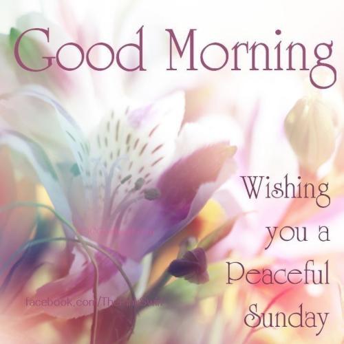 8be5cdd63ed9ccf54f8649d18c9905e4--happy-sunday-morning-blessed-sunday