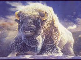 white_buffalo