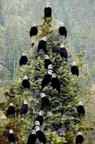 eagletree