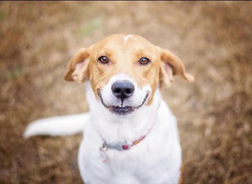 Happy dog