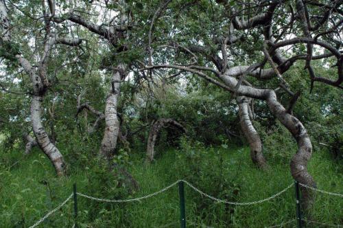 About three miles west of Alticane in Saskatchewan is a grove of aspen trees that look nothing like aspen trees should. They’re known as the Crooked Trees, or the Twisted Trees