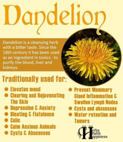 Dandelion