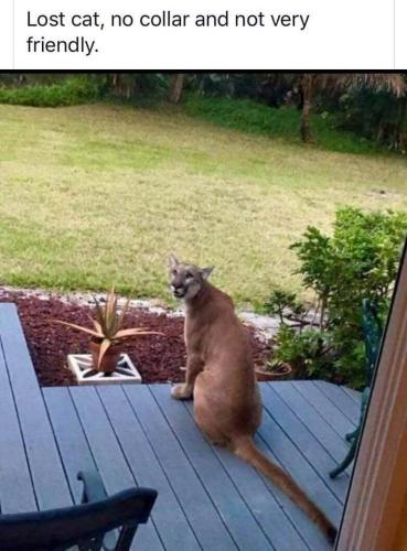 Cat - Lost, no collar, not very friendly