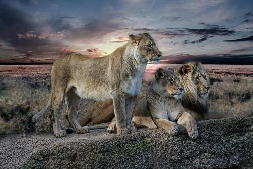 when-the-night-comes-the-observer-