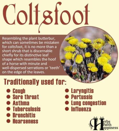 Coltsfoot