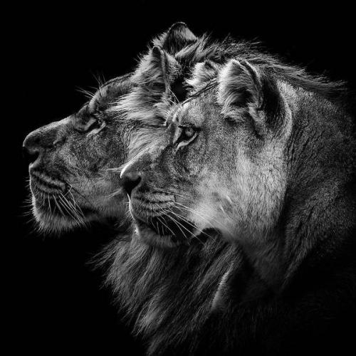 lion-and-lioness-