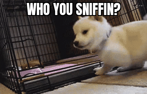 GifMeme 17112021041750
