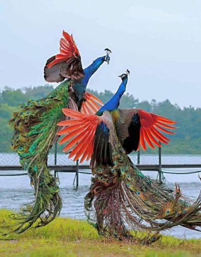 148147825_722657701772608_1606905569839953686_n