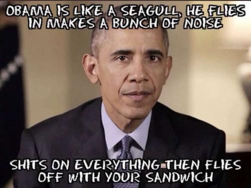 obama a seagull