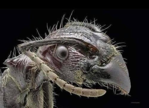 ants face thru electron microscope